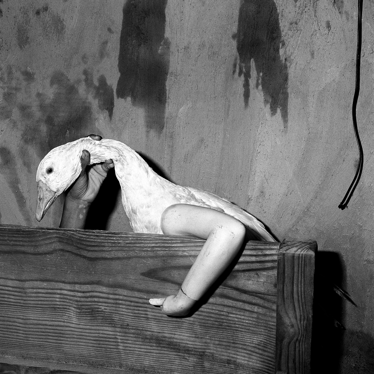 Shadow Chamber | Roger Ballen Photogr