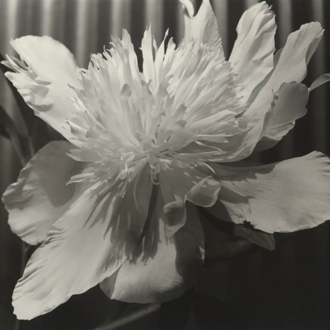 Light Is a Plastic Medium: The Photography of Carlotta Corpron