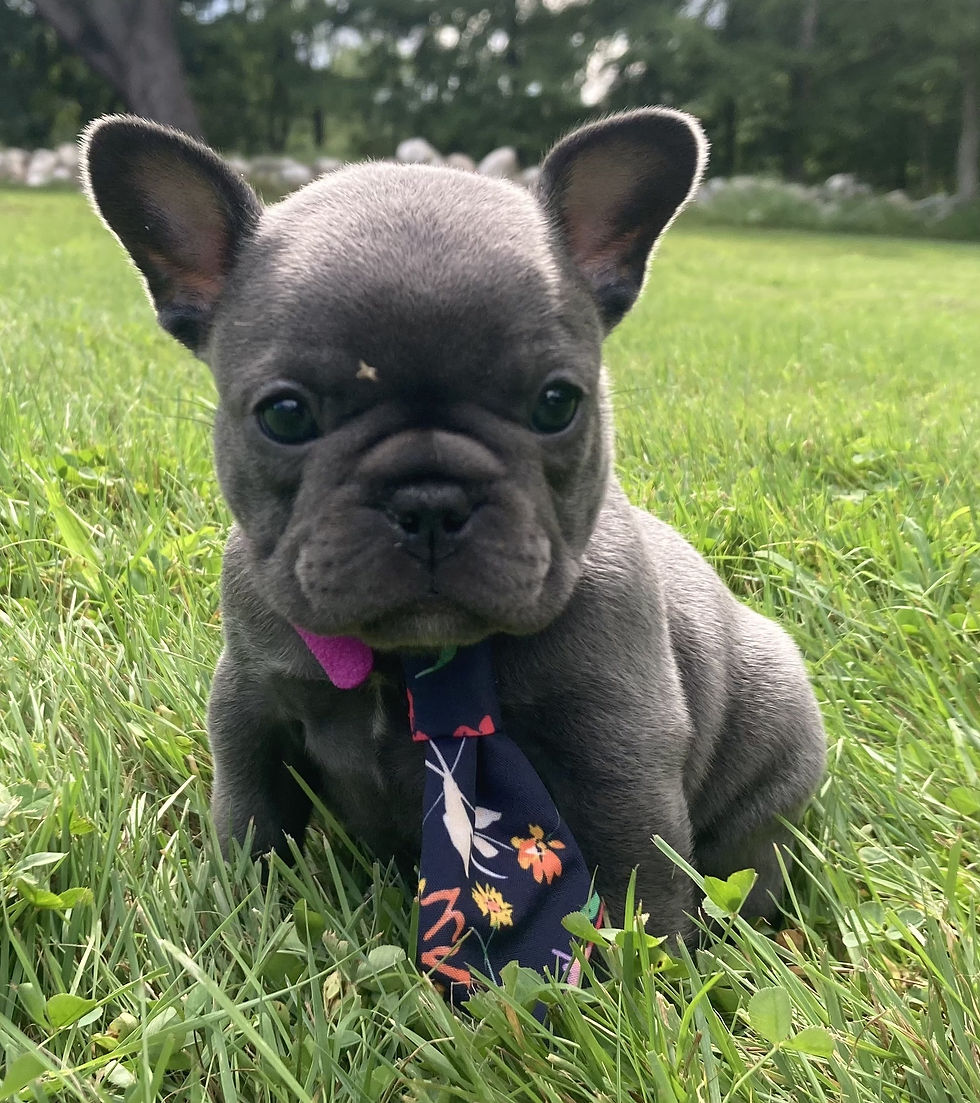 frenchie-tie-jIat-u7Y.jpg