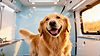 hero-dog-grooming-DHuMhhis.jpg