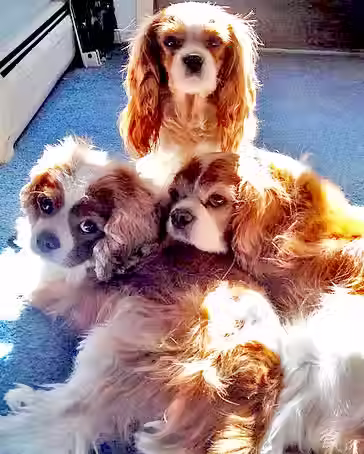 dog3-Bsr__8cs.jpg