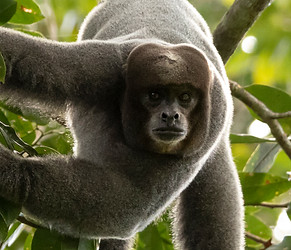Lagothrix lugens - Churuco Colombiano - Colombian Woolly Monkey - ALTA_10_DIA27 - 053020 -