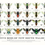 Thumbnail: Native Bees Of Australia Posters