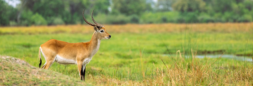 Lechwe in the Okavango Delta