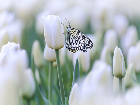 Schmetterling auf weißer Tulpe – Symbol für Wandel, Leichtigkeit und Veränderung