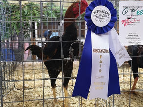 Gallery: 2025 Bobcaygeon Fair