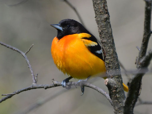 Walk Softly – Baltimore Orioles