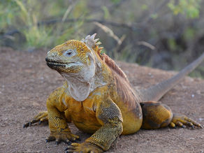 Walk Softly: Jaws vs. Anaconda II