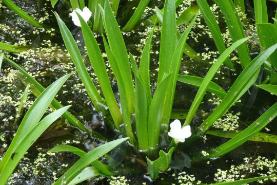 Water soldier infestation raises alarm for Lake Simcoe communities