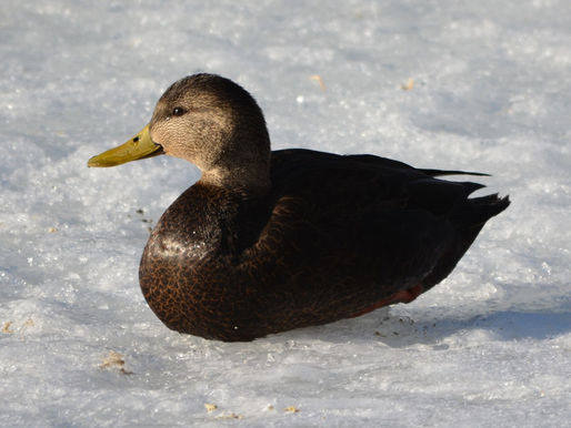 Walk Softly – Jaws vs. The Birds!