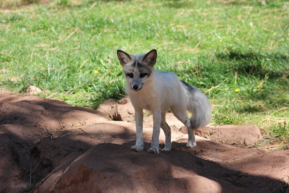 White Fox 2