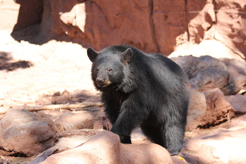 Bear 1
