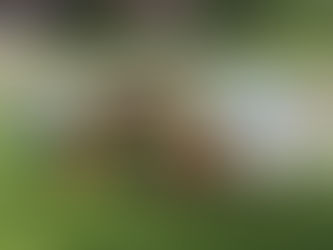 Join us for a spring Neighborhood Meal!