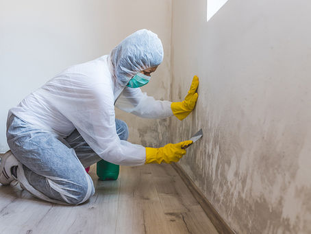 The Basics of Mold Remediation After a Flood