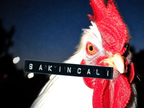 sakıncalı horoz kapak