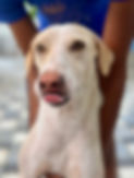 IMG_6250.jpeg