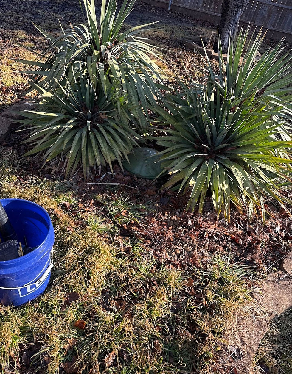 Cactus guarding Pump Tank.