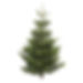 7-8ft Nordman fir Christmas tree delivery Liverpool