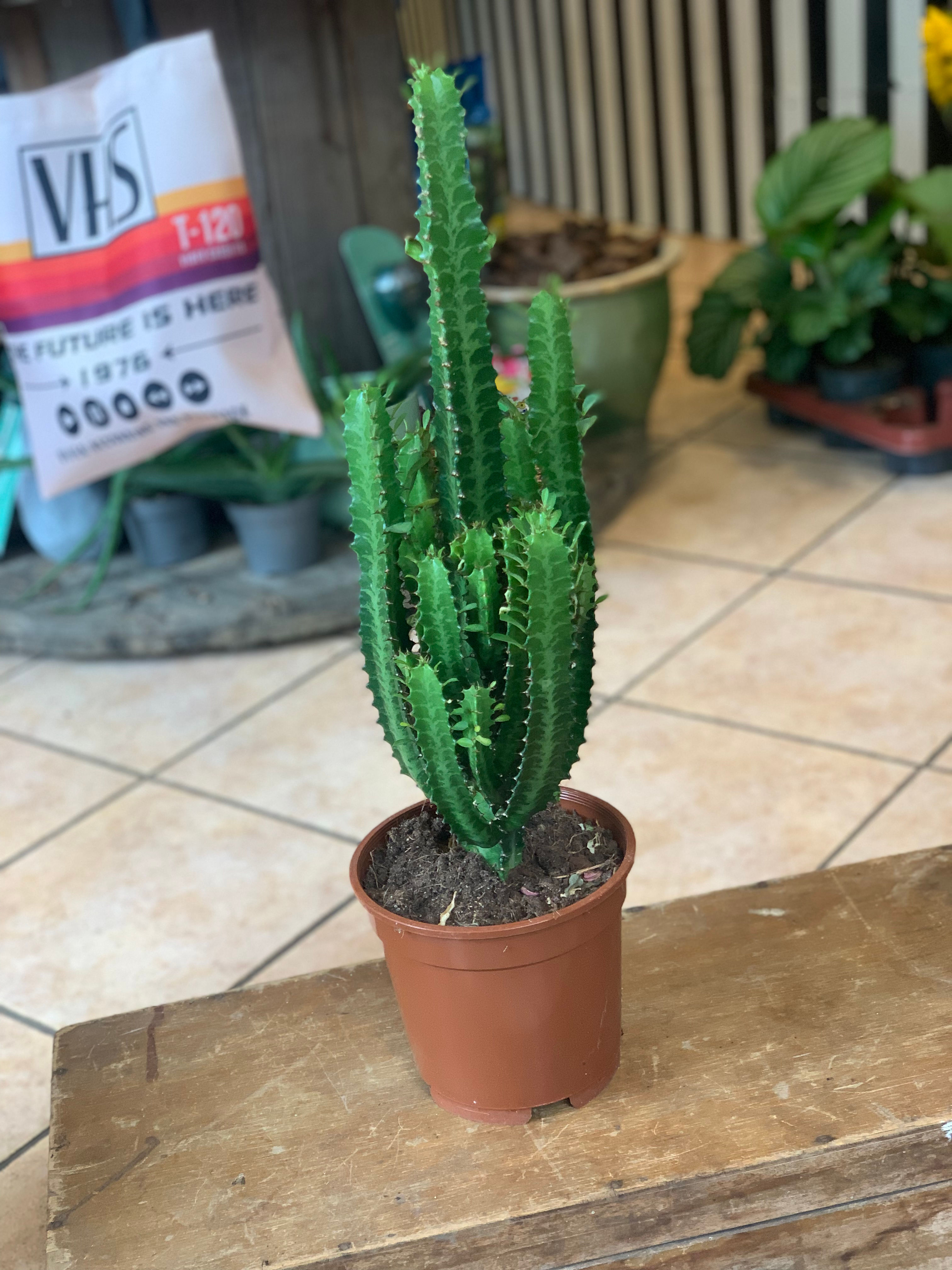 Euphorbia 60cm