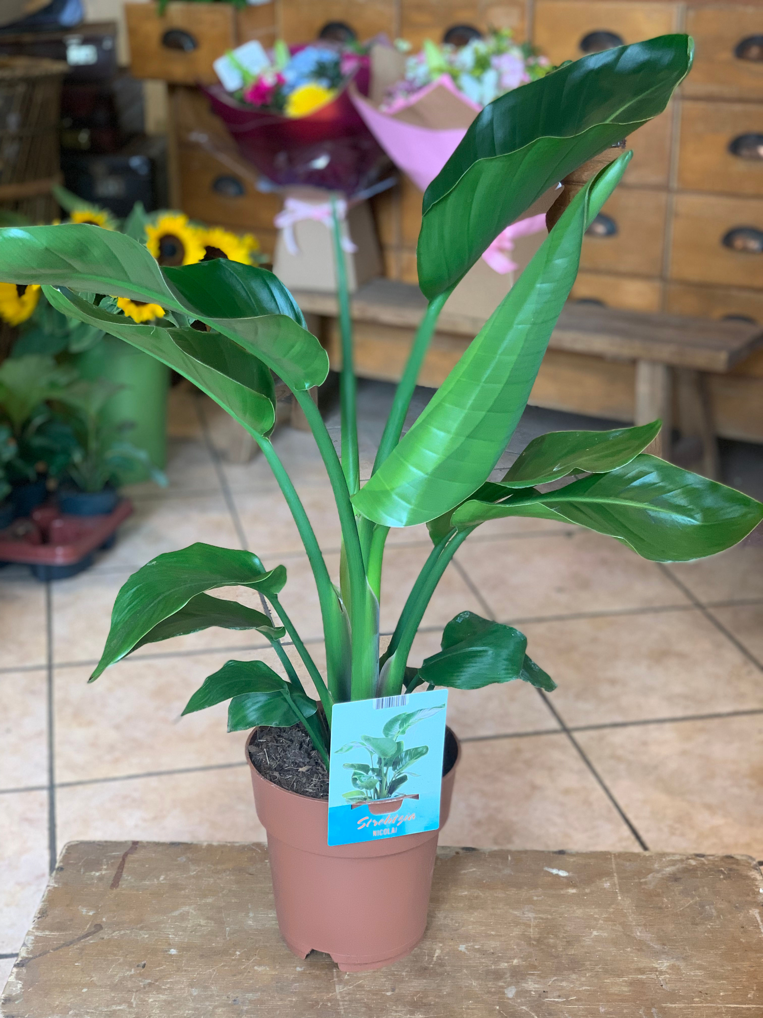 Strelizia nicolai plant