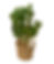 Mickey mouse cactus