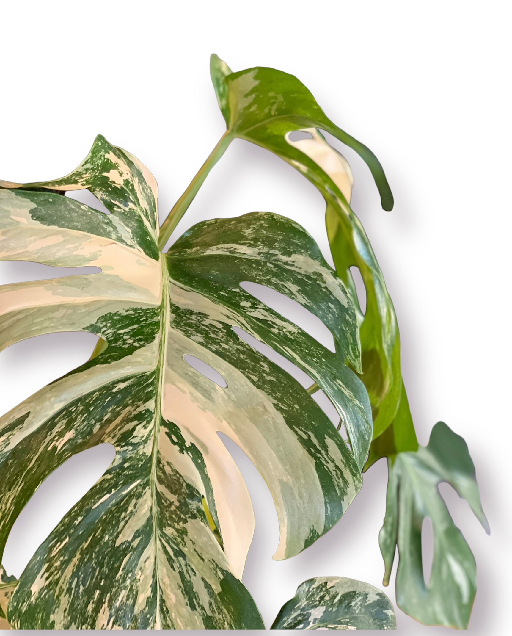 Variegated monstera