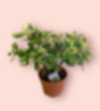 Jade plant (Crassula) in 16cm pot