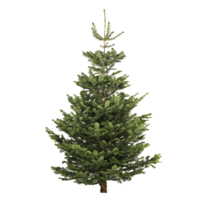 7-8ft Nordman fir Christmas tree