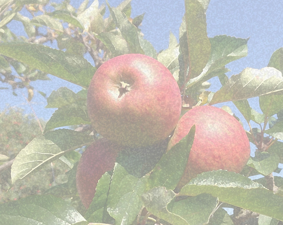 apples_edited.jpg