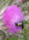 DSCN1696 (2)_edited_edited.jpg