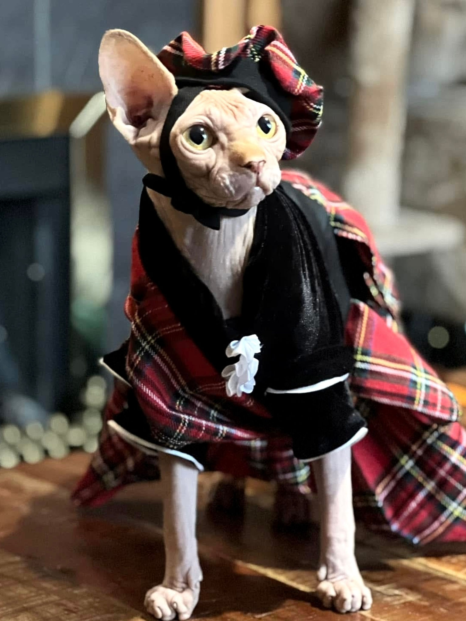 Scotish - Sphynx Cat  Costume and Beret 