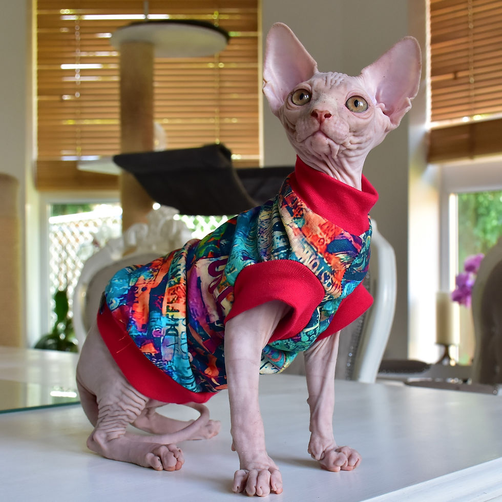 Thumbnail: Streetwise Cotton Knit - Sphynx Cat Jumper