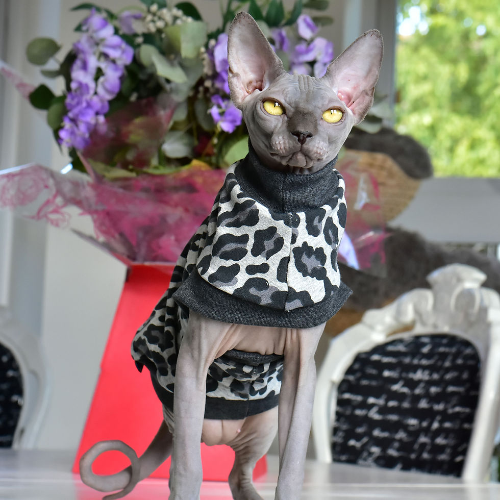 Thumbnail: Grey Leopard Cotton Knitt Sweatshirt - Sphynx Cat Top