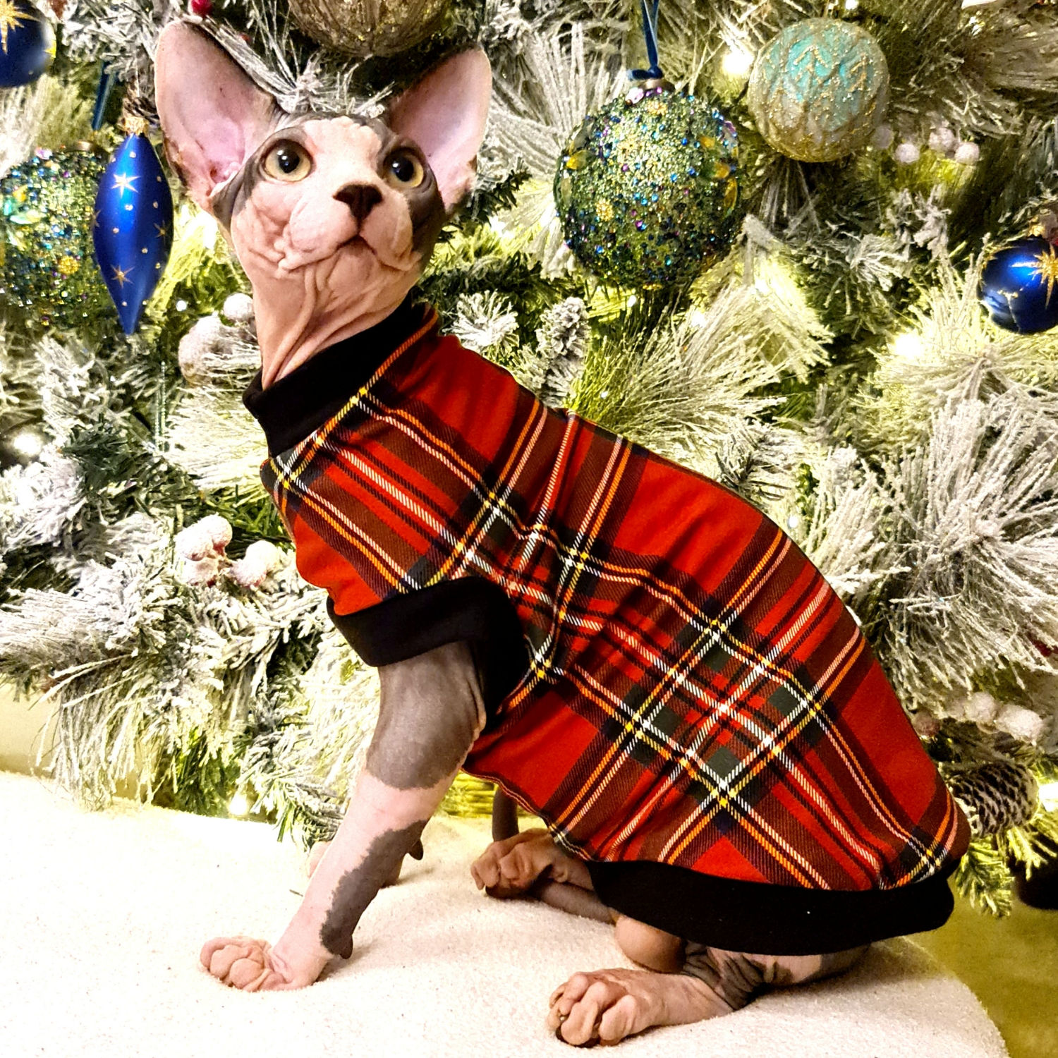 Tartan Cotton Knit - Sphynx Cat Top
