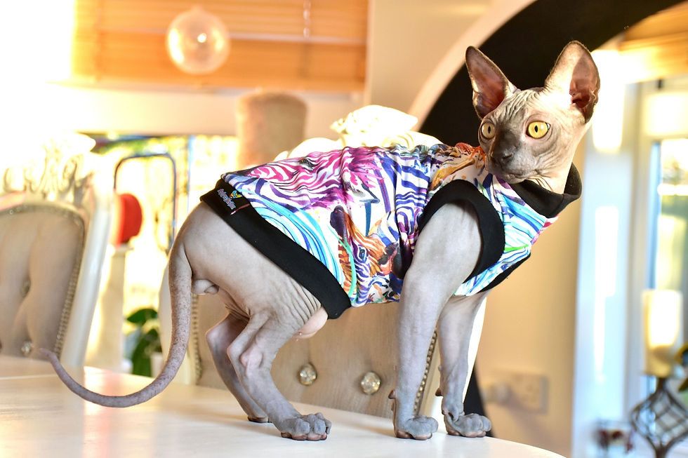 Thumbnail: Zebra Cotton Knit - Sphynx Cat Top