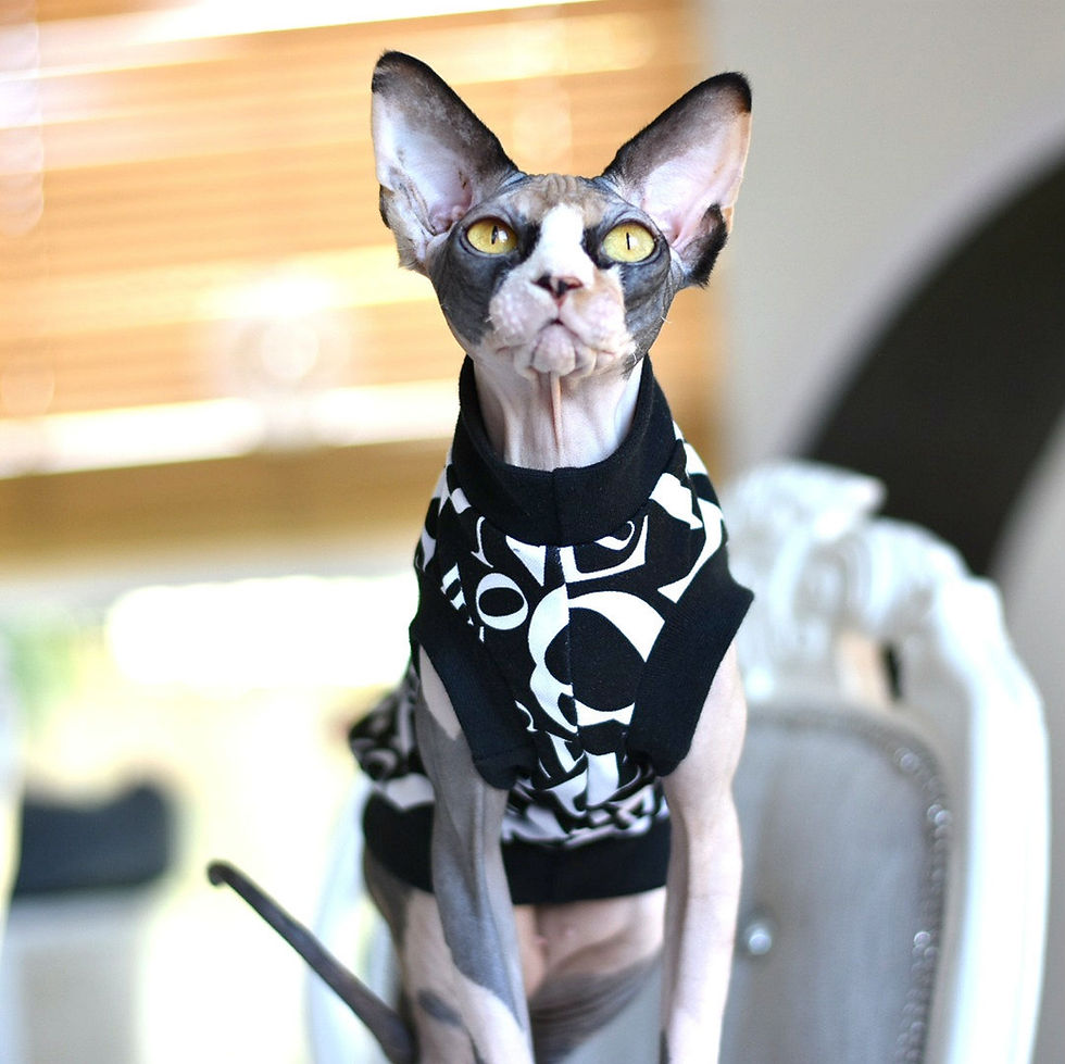 Thumbnail: Alphabet Cotton Knit - Sphynx Cat Top