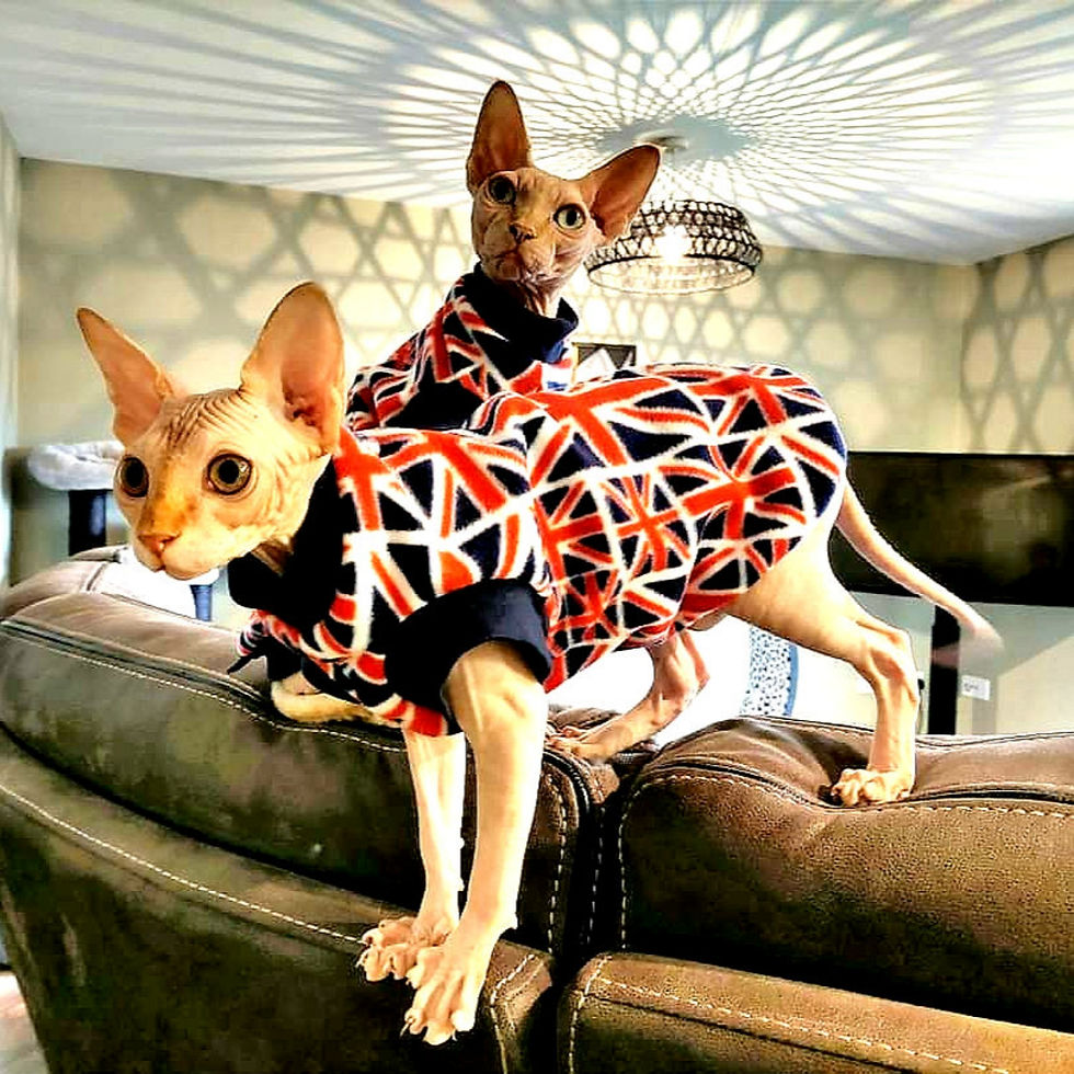 Thumbnail: Union Jack Polar Fleece - Sphynx Cat Top