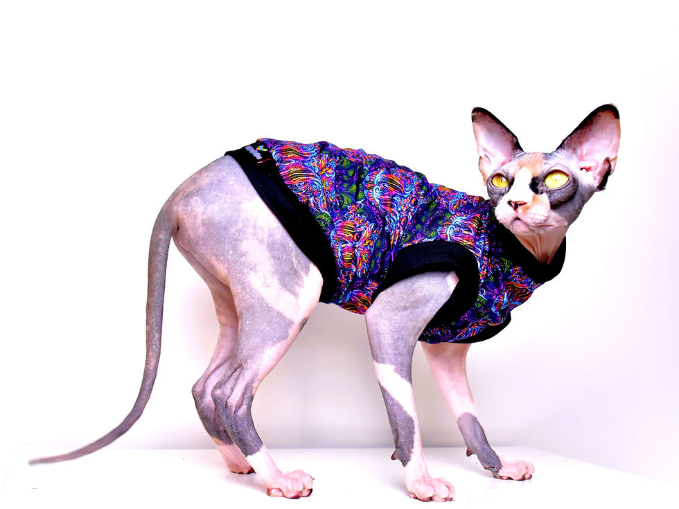Thumbnail: Wisdom Cotton Knit - Sphynx Cat Top