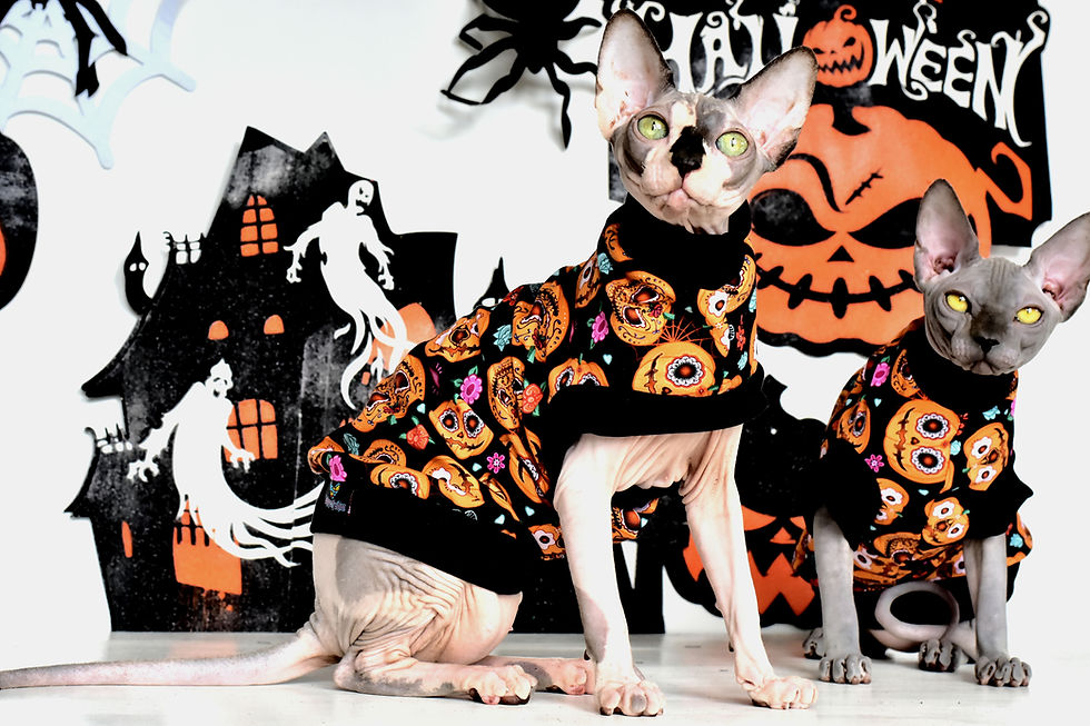 Thumbnail: Pumpkin Cotton Knitt - Sphynx Cat Top