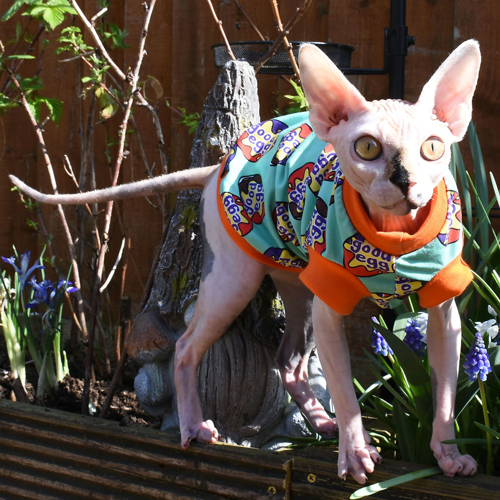 Thumbnail: Mint Good Egg Cotton Knitt - Sphynx Cat Top