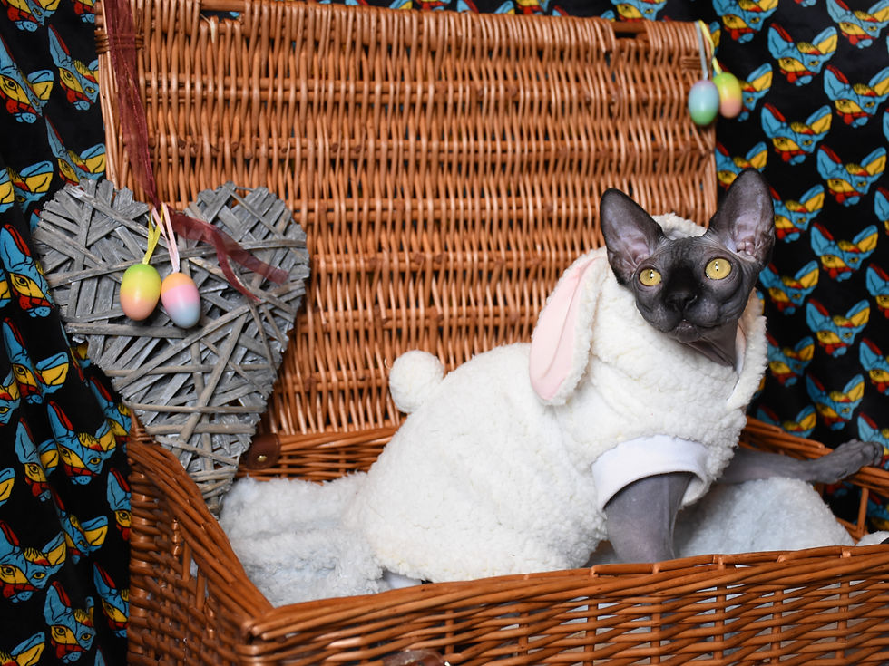 Thumbnail: Bunny - Sphynx Cat  Costume