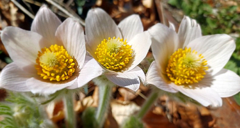Weiße Küchenschelle Klostergarten Maria Luggau