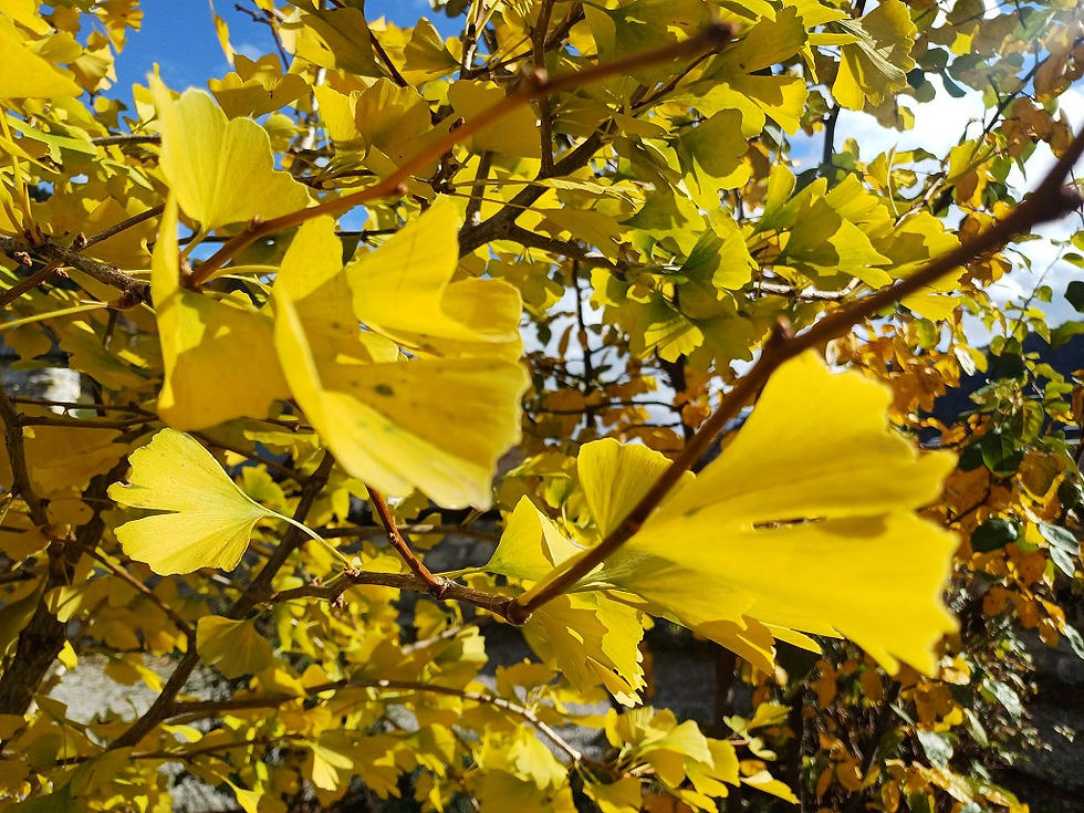 Gingko in Herbstfärbung