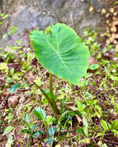2022.05.05 🌱小さな生態系🌱
