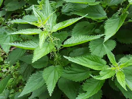 Das Superfood zum Basenfasten - die Brennnessel-Samen