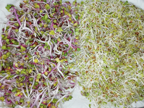 SPROSSEN - DAS POWERFOOD VON DER FENSTERBANK