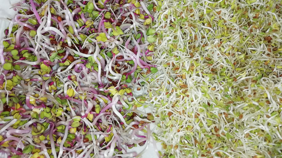 SPROSSEN - DAS POWERFOOD VON DER FENSTERBANK