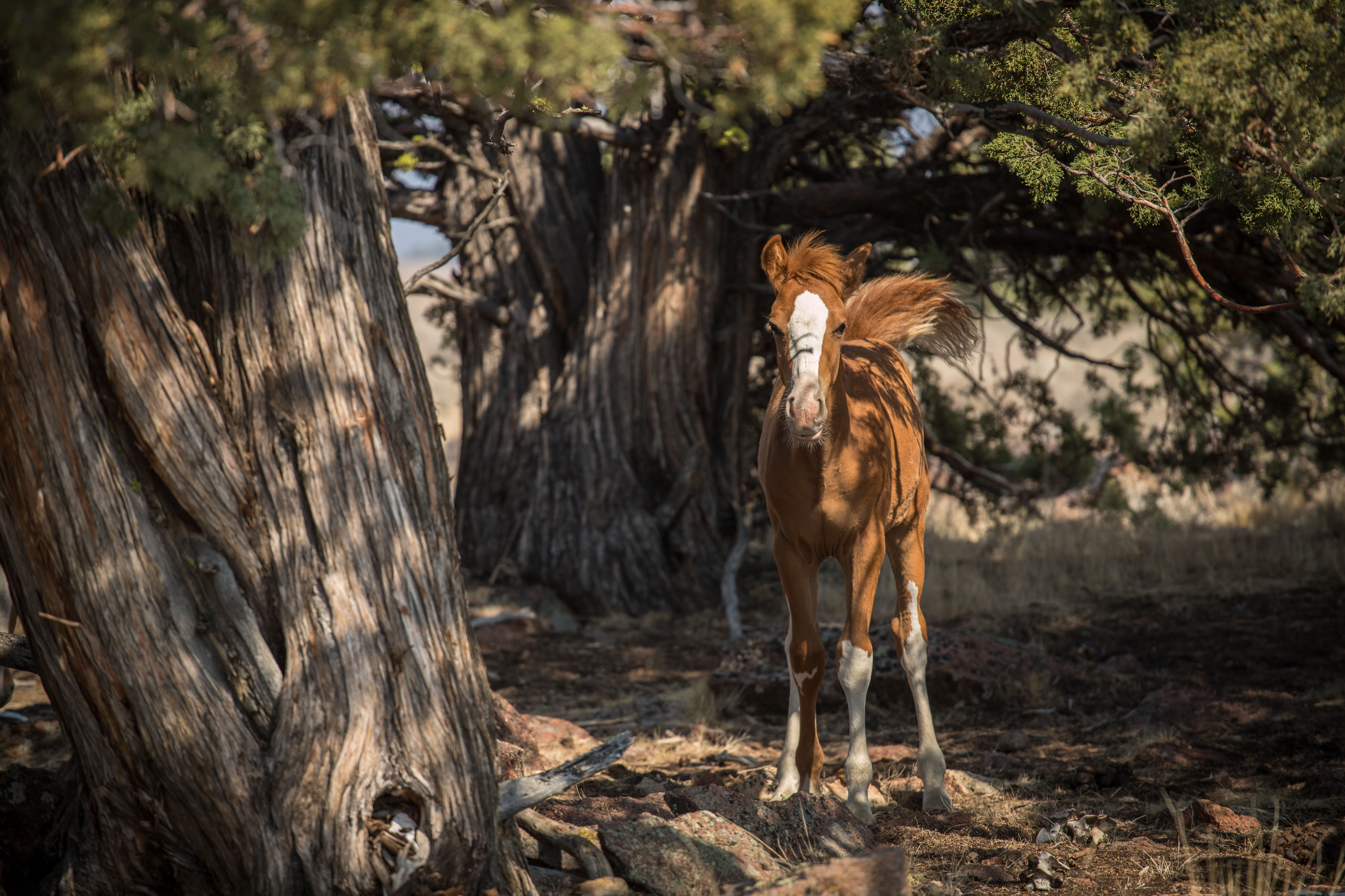 In the Shade of the Tree