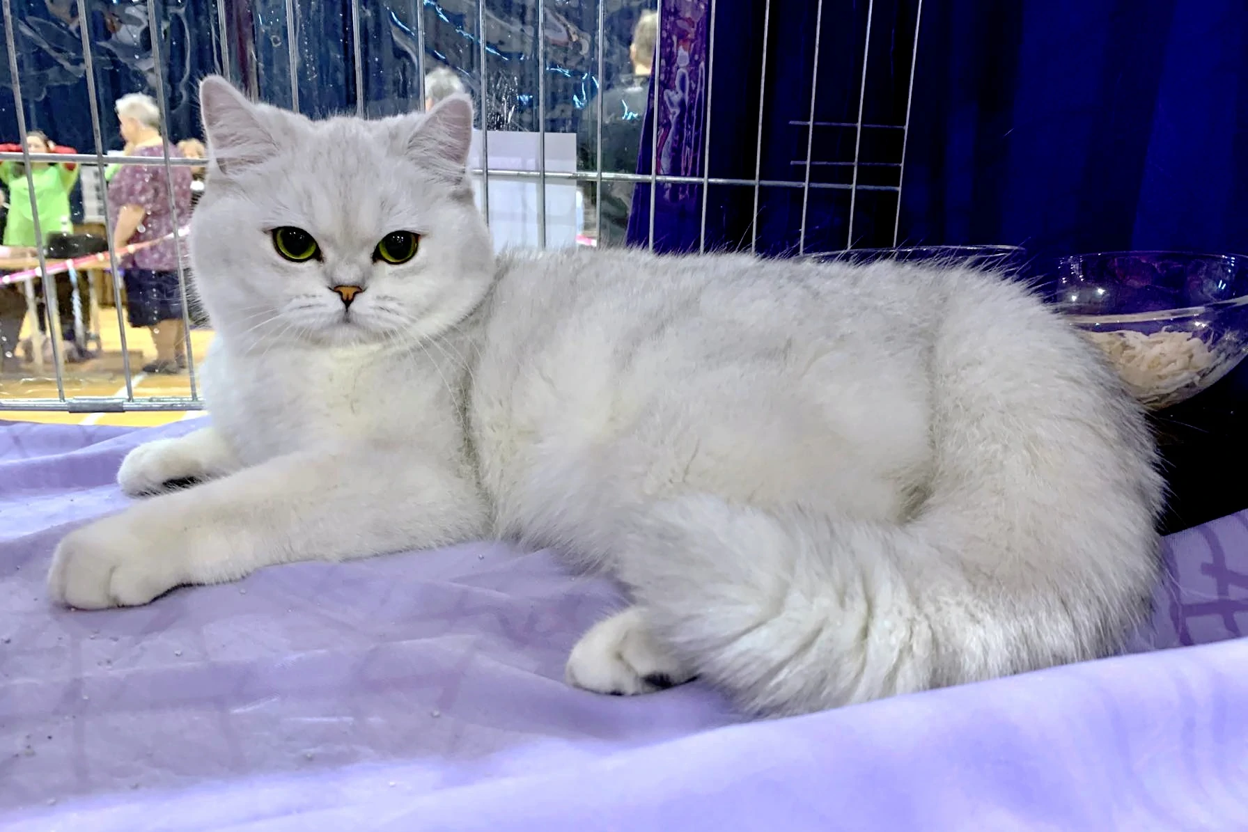 Naše kočky Simply Purrfect