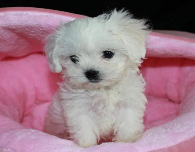 Considérations importantes lors de la recherche de chiots Yorkie à vendre   